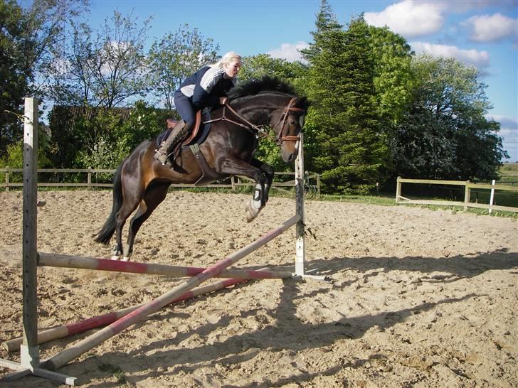 Dansk Varmblod Mei *Solgt* - Farligt kryds billede 14