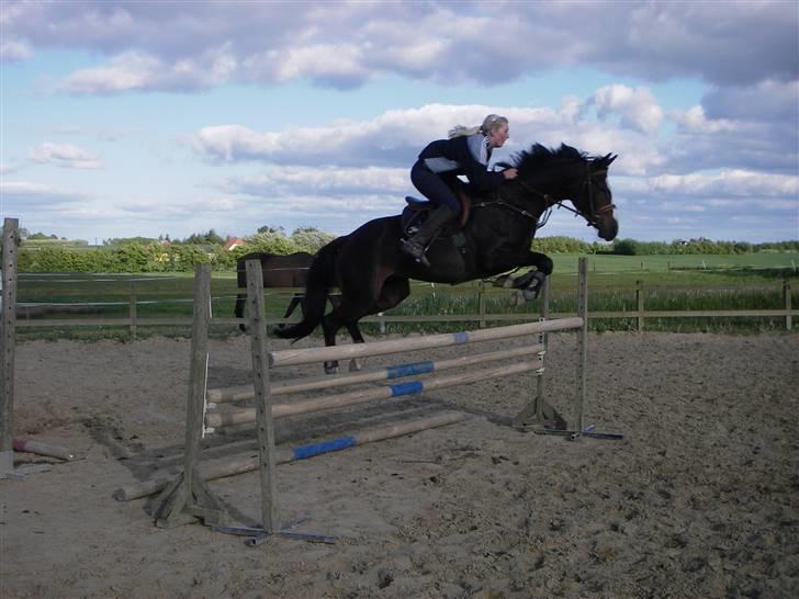 Dansk Varmblod Mei *Solgt* billede 15