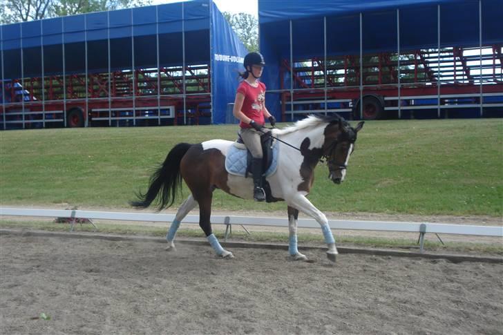 Pinto Horsebjerg Apashja - billedet er taget i dag´ (: d 10 juni 08 billede 10