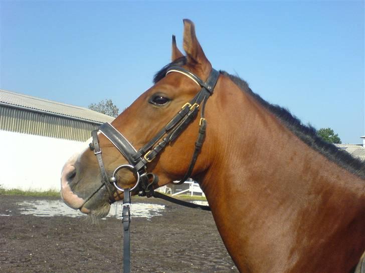 Anden særlig race Freeman <3 billede 6