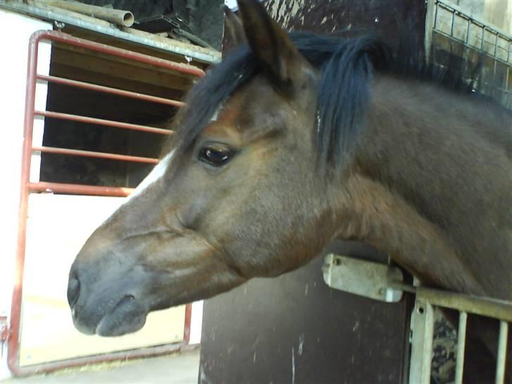 Anden særlig race Lucky - Nuurh<3 billede 2