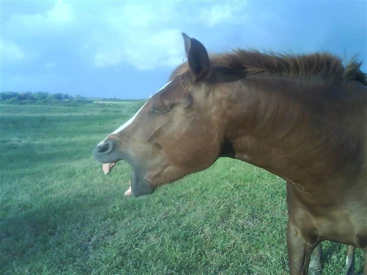 Anden særlig race Stald Amour´s Shana - gaaab.. er det snar min tur til at bli gnubbet billede 14