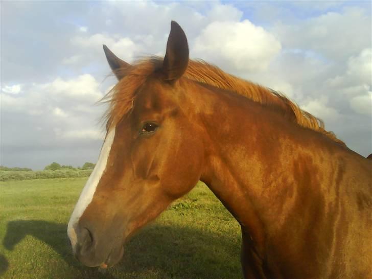 Anden særlig race Stald Amour´s Shana - liile potræt billede 15