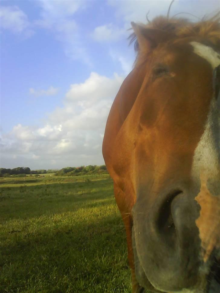 Anden særlig race Stald Amour´s Shana - mmm billede 16