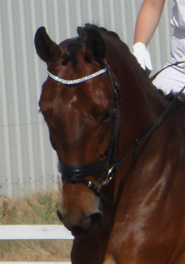 Dansk Varmblod Gørklindtgårds Flash [Tidliger hest] billede 16