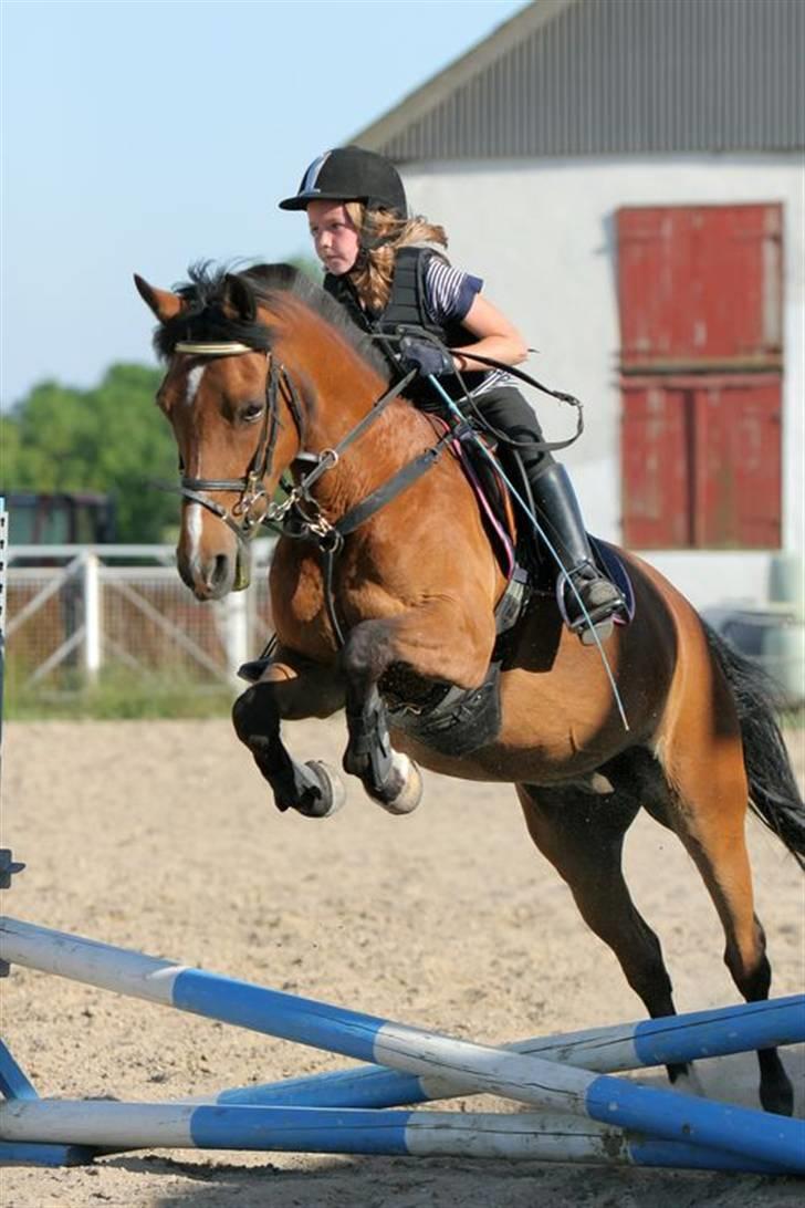 Anden særlig race Miss Malou - solgt - Min søster simone springer, taget af palle fra ct-foto billede 12