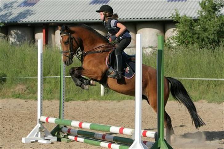 Anden særlig race Miss Malou - solgt - simone min søster og malou, taget af palle fra ct billede 14