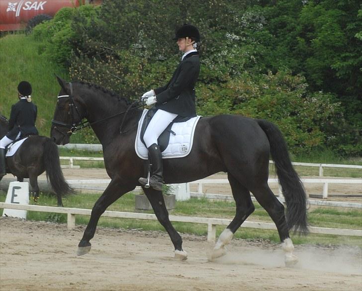 Oldenborg Østrupgård Primus - stævne struer 2010 billede 8