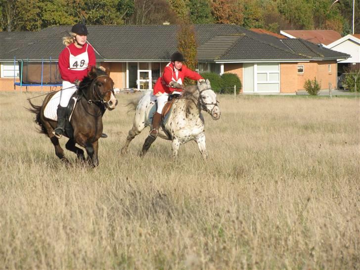Anden særlig race Pinocchio SOLGT - Nokken i fuld fart til hesteopløbet, han er altså kun 2´er pony:P billede 5