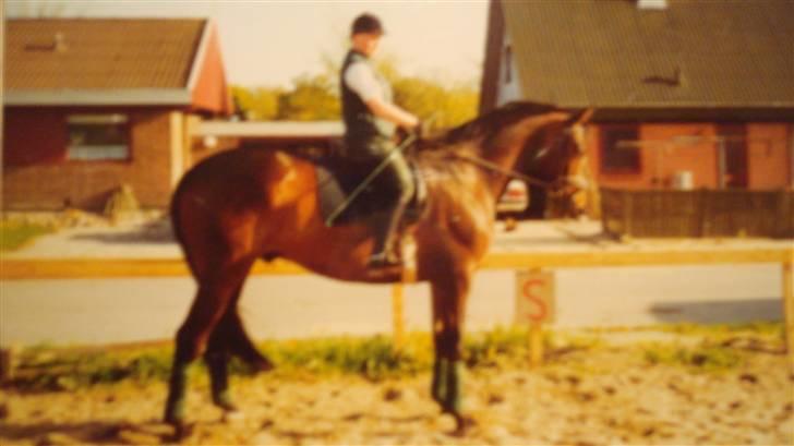 Dansk Varmblod Rostock (DØD) billede 14