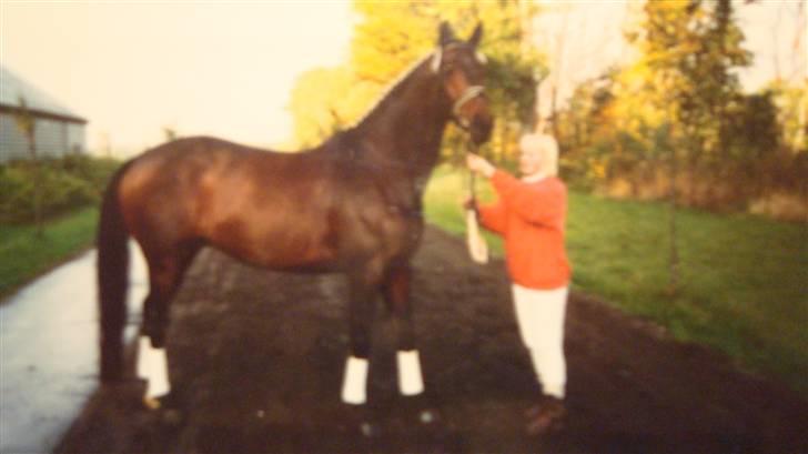 Dansk Varmblod Rostock (DØD) billede 15
