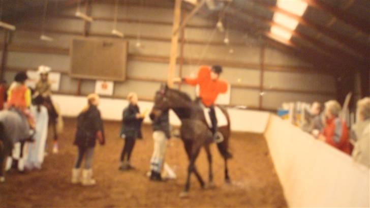 Dansk Varmblod Rostock (DØD) billede 16