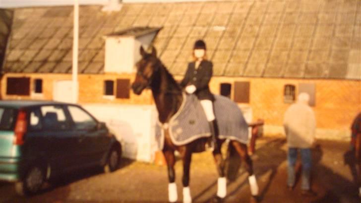 Dansk Varmblod Rostock (DØD) billede 17