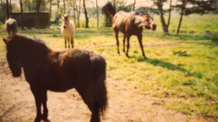 Dansk Varmblod Rostock (DØD) billede 18