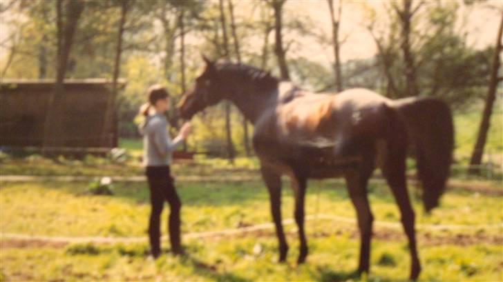 Dansk Varmblod Rostock (DØD) billede 19