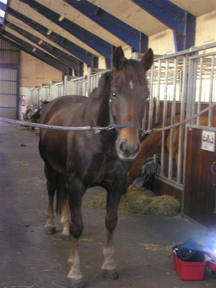 Anden særlig race Movie Star (Ejes af GLH) - Her er hun, vores skønne Movie Star :) billede 1