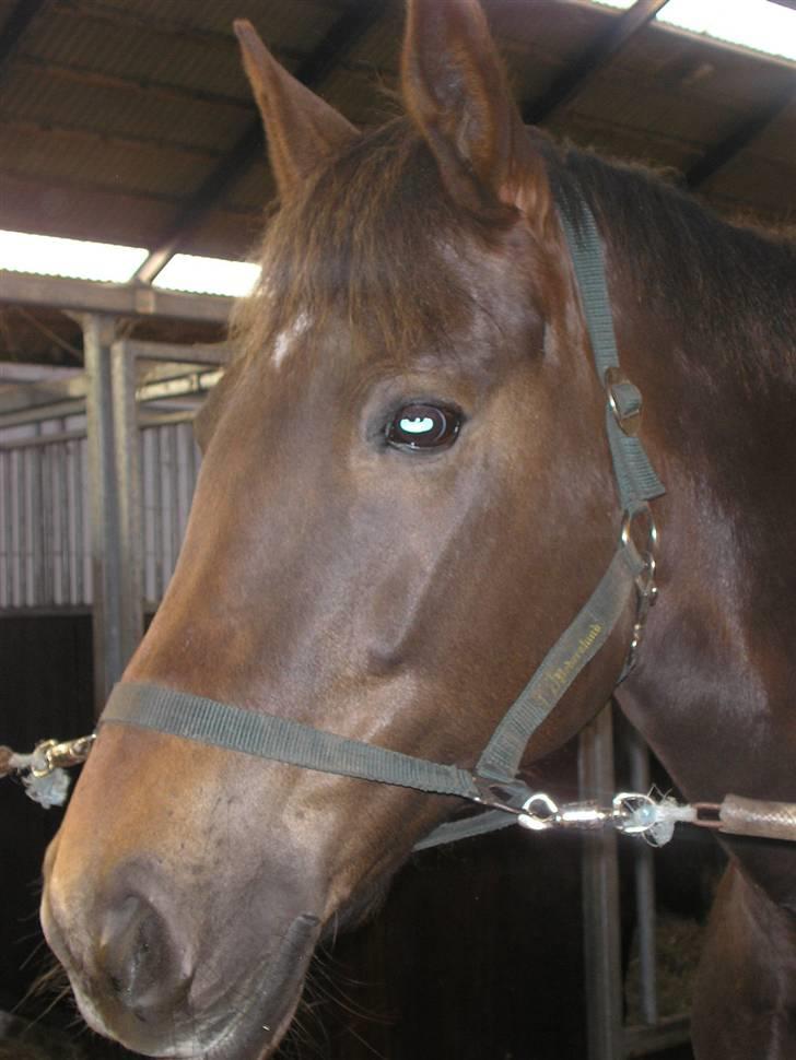 Anden særlig race Movie Star (Ejes af GLH) - Profil af den dejlige billede 2