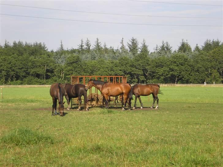 Anden særlig race Movie Star (Ejes af GLH) - På Sommergræs i sommers med de andre af skolens heste.. billede 3