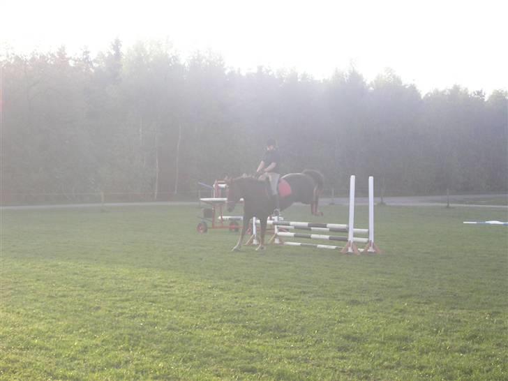Anden særlig race Movie Star (Ejes af GLH) - Lotte springer 60 cm. på hende..  Undskyld kvaliteten.. billede 4