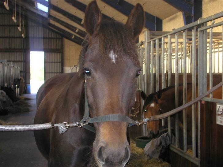 Anden særlig race Movie Star (Ejes af GLH) - Fotomodel.. billede 5