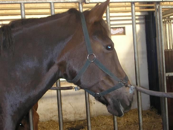 Anden særlig race Movie Star (Ejes af GLH) - Nu Kommer Lote :D billede 6