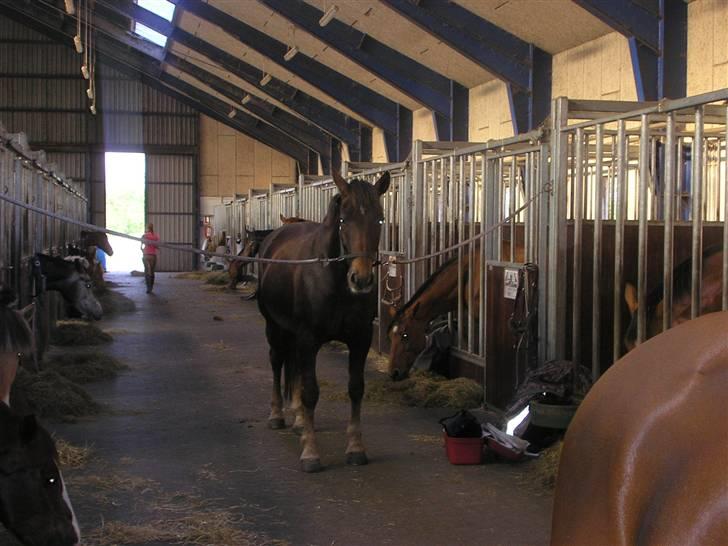 Anden særlig race Movie Star (Ejes af GLH) - På vej ud og ride med Lotte billede 7