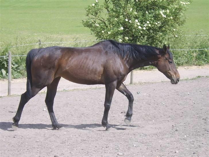 Dansk Varmblod Eliza - Byttet ****Tidl. hest**** - Her kan man se hvor tynd hun er, er lige komme op til SPS hvor hun skal fedes op...  billede 5
