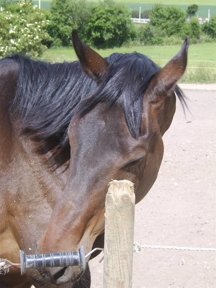 Dansk Varmblod Eliza - Byttet ****Tidl. hest**** - alle de billeder... er jeg smuk nok bagpå?? billede 6