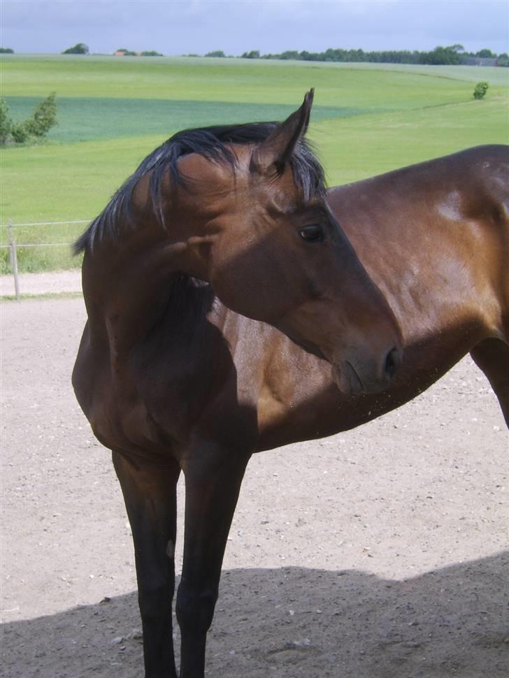 Dansk Varmblod Eliza - Byttet ****Tidl. hest**** - Hov... får de mad?... Jeg skal jo fedes op. billede 7