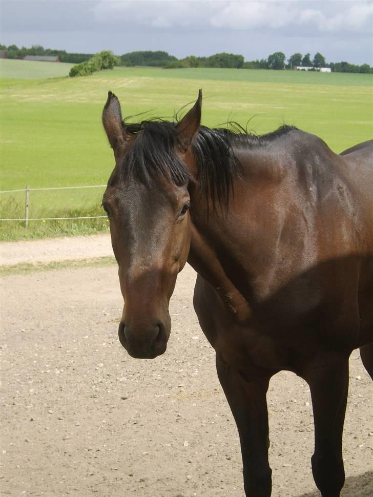 Dansk Varmblod Eliza - Byttet ****Tidl. hest**** - Lidt tynd på billedet.. er lige blevet flyttet til SPS hvor hun skal fedes op.. billede 8