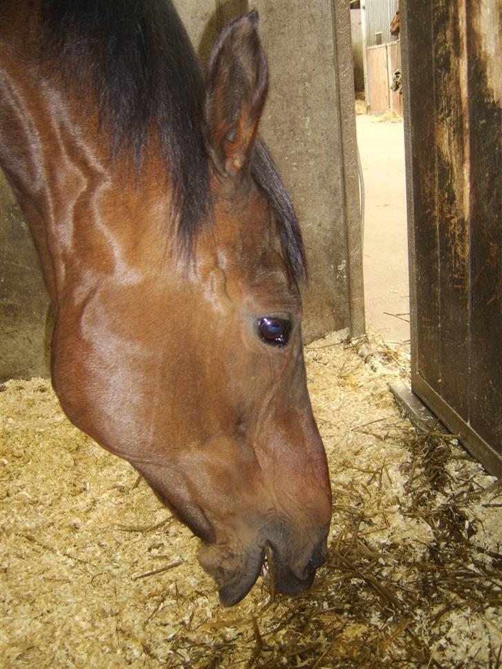Dansk Varmblod Eliza - Byttet ****Tidl. hest**** - mmm... guf guf billede 9