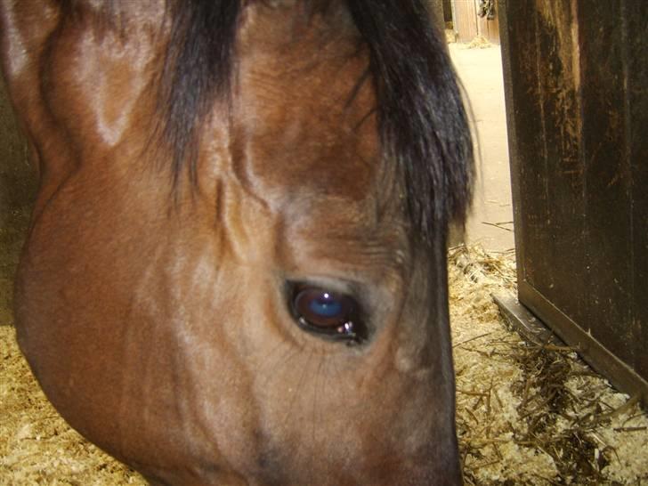 Dansk Varmblod Eliza - Byttet ****Tidl. hest**** - Hendes dejlige og behagelige øjne... De kan smelte ens hjerte... billede 10