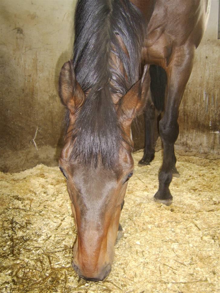 Dansk Varmblod Eliza - Byttet ****Tidl. hest**** - Frontprofil af den skønne billede 11