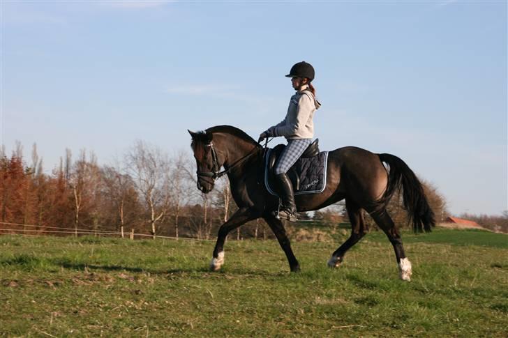 Hollandsk Sportspony - Lady Black  - Dressur træning i april 2008 | © www.arnora.dk billede 13