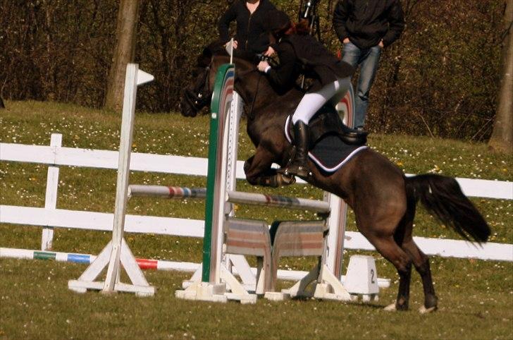 Hollandsk Sportspony - Lady Black  - Spring stævne på SIV i april 2008 | © www.arnora.dk billede 14