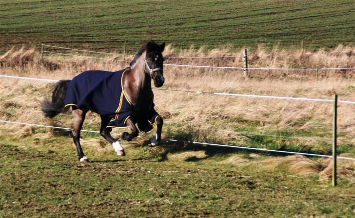 Hollandsk Sportspony - Lady Black  - Foto på folden i februar 2008 | © www.arnora.dk billede 15
