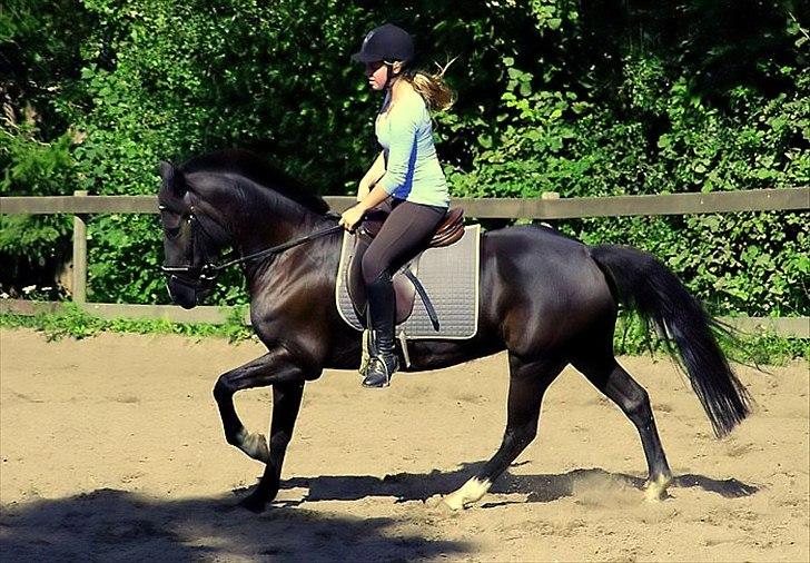 Hollandsk Sportspony - Lady Black  - Blacky og Signe. Sommer 2010 billede 17