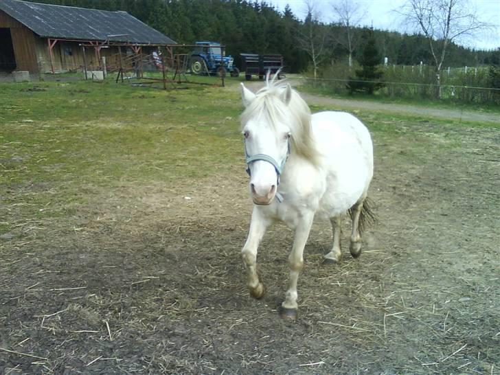 Welsh Mountain (sec A) Meadows Betty Blue - Betty i foråret 08 billede 4