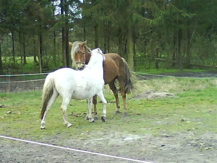 Welsh Mountain (sec A) Meadows Betty Blue - Betty og Freja:) billede 5