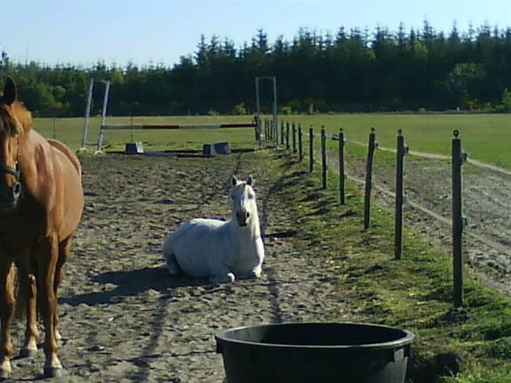 Welsh Mountain (sec A) Meadows Betty Blue - Betty Sover 08 billede 6