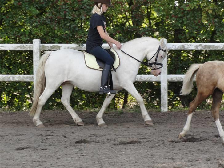 Welsh Mountain (sec A) Meadows Betty Blue - Smykke Betty under rytter sep09 billede 8