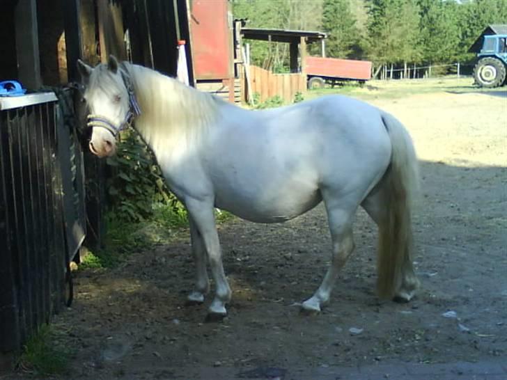 Welsh Mountain (sec A) Meadows Betty Blue - Betty, nystriglet 08 billede 9