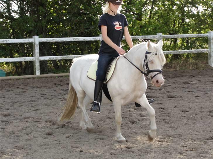 Welsh Mountain (sec A) Meadows Betty Blue - Smukke Betty under rytter - hun arbejder godt på trods af maven. sep 09 billede 11