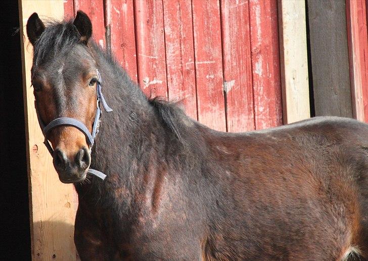 New Forest Ørsted's ChocoCaramel billede 4