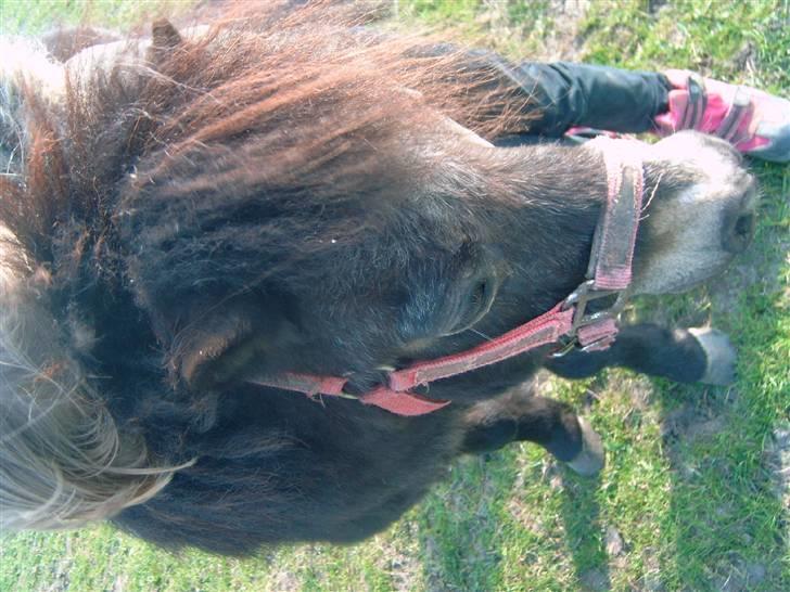 Shetlænder Albert (VILDHESTEN) billede 20