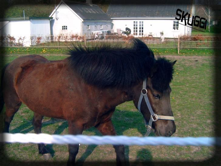 Islænder Skuggi fra risbjerg - en blæsene dag billede 19