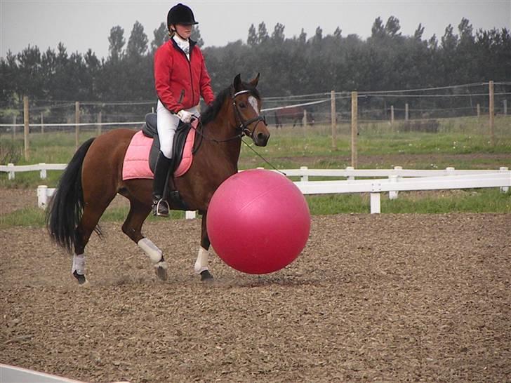 DSP Røgild´s Selina billede 9