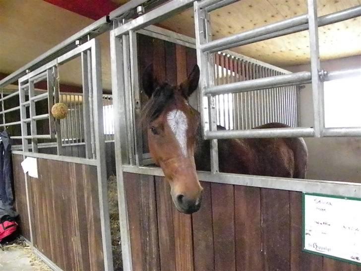 DSP Røgild´s Selina billede 10