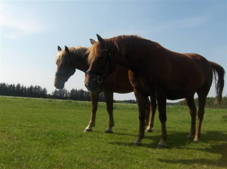 Frederiksborg Flore'll billede 1