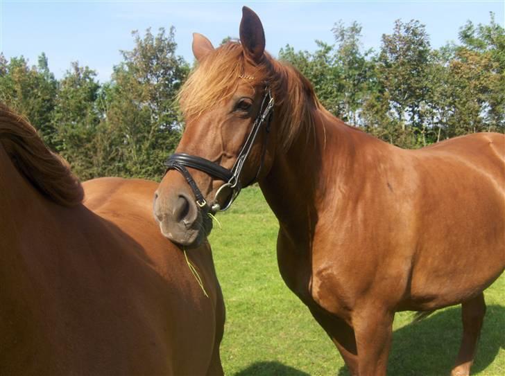 Frederiksborg Flore'll billede 2